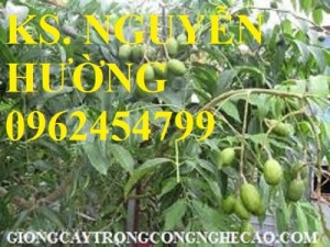 Chuyên cung cấp giống cây cóc thái (cóc bao tử) chất lượng cao