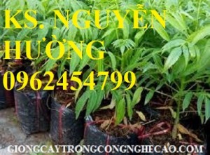 Chuyên cung cấp giống cây cóc thái (cóc bao tử) chất lượng cao