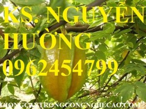 Chuyên cung cấp giống cây khế ngọt