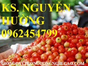 Chuyên cung cấp giống cây sơ ri (sơri) chất lượng cao