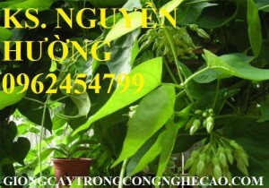 Chuyên cung cấp giống cây hoa thiên lý