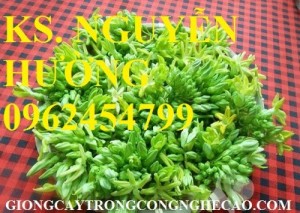 Chuyên cung cấp giống cây hoa thiên lý