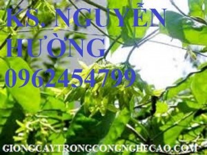 Chuyên cung cấp giống cây hoa thiên lý