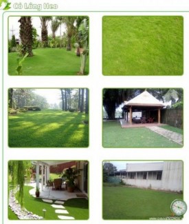 Thiết kế - thi công - chăm sóc bảo dưỡng cảnh quan sân vườn, cung cấp thảm cỏ, cây xanh các loại