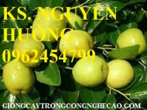 Chuyên cung cấp giống cây táo chua gia lộc chuẩn giống
