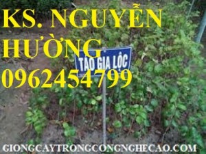 Chuyên cung cấp giống cây táo chua gia lộc chuẩn giống