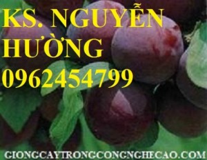 Chuyên cung cấp giống cây mận tam hoa chuẩn giống