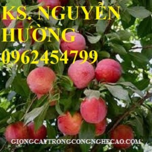 Chuyên cung cấp giống cây mận tam hoa chuẩn giống