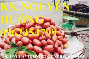 Chuyên cung cấp giống cây nhót ngọt