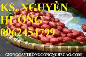 Chuyên cung cấp giống cây nhót ngọt
