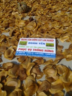 quả xà cừ -
trung tâp giống cây lâm nghiệp bùi đoàn cung cấp các loại hạt giống phục vụ trồng rừng