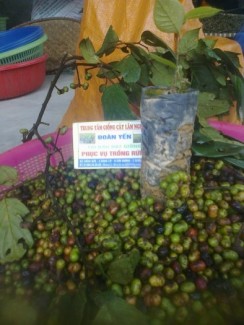 đại lý hạt giống lâm nghiệp ,