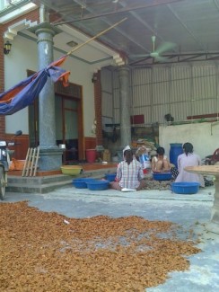quả xà cừ giá re