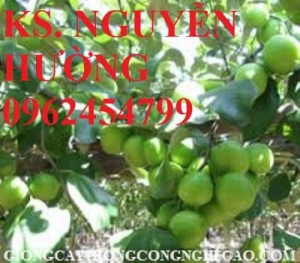 Chuyên cung cấp giống cây táo ngọt h12