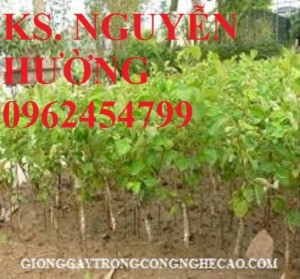 Chuyên cung cấp giống cây táo ngọt h12