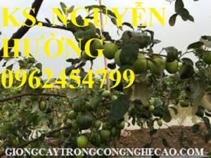Chuyên cung cấp cây giống táo ngọt d28