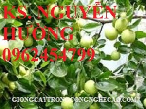 Chuyên cung cấp cây giống táo ngọt d28