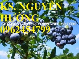 Bán giống cây việt quất (sim úc) chất lượng cao