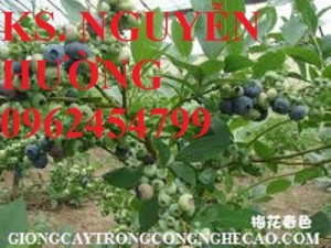Bán giống cây việt quất (sim úc) chất lượng cao