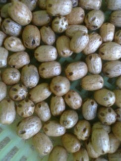 xoan 5chấm lát xoan
