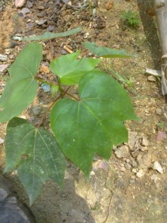 cây trẩu giống ,hạt trảu