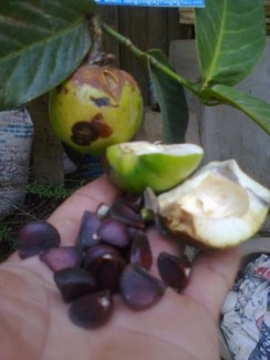 Hoa hải đường đỏ