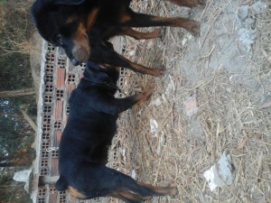 phối giống Rott đức
