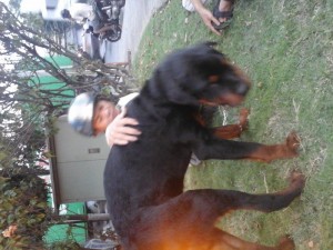 phối giống Rott đức