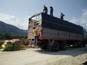 Bán phân bò khô nguyên chất