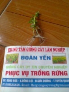 .tủ chuyên bảo quản hạt giống phục vụ gieo uom giong cây quí hiém
