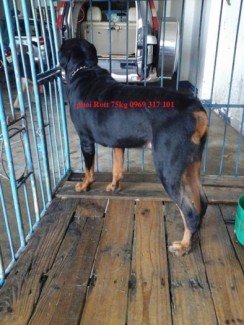 Rott đức dòng đại 75kg ,cao 1m
