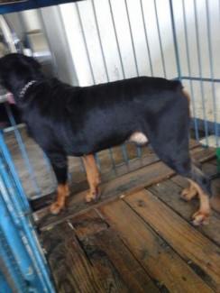 Phối giống Rottweiler dòng đại chó nhập 75kg