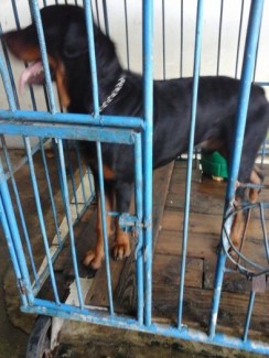 Rott đức dòng đại 75kg ,cao 1m