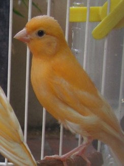 Bán chim Yến hót Canary