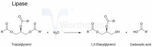 Bán enzyme Lipase hoạt lực cao