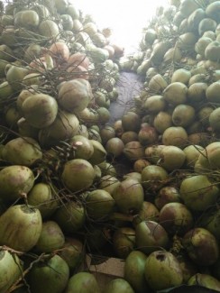 Dừa tươi miền tây.