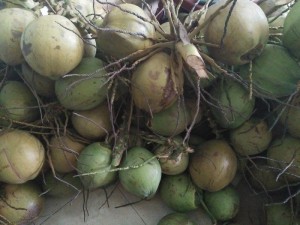 Dừa tươi miền tây.