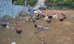 Bán Thịt Lợn Sạch Hòa Bình