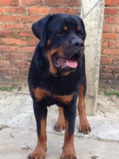 Rottweiler đức dòng đại
