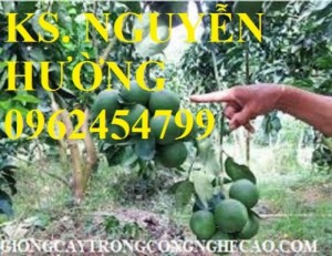 Chuyên cung cấp giống cây cam xoàn chất lượng cao