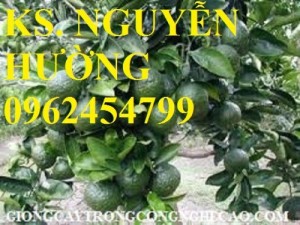 Chuyên cung cấp giống cây cam xoàn chất lượng cao