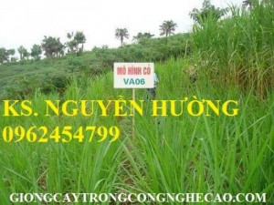 Chuyên cung cấp giống cỏ va06 chuẩn giống