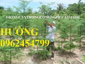 Chuyên cung cấp cây giống và hạt giống măng tây xanh đảm bảo chất lượng