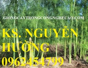 Chuyên cung cấp cây giống và hạt giống măng tây xanh đảm bảo chất lượng