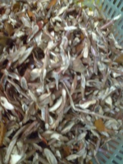 sam cau kho