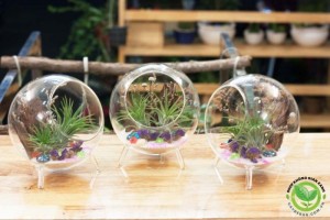 Terrarium Cây không khí