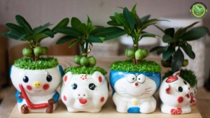 Cây may mắn tài lộc
