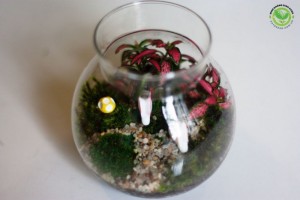 Quà tặng độc, tiểu cảnh trong lọ, terrarium