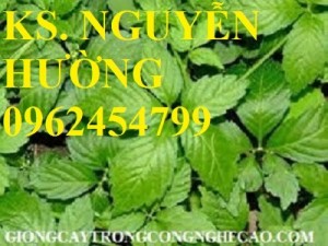 Chuyên cung cấp cây giống giảo cổ lam và sản phẩm giảo cổ lam chất lượng cao