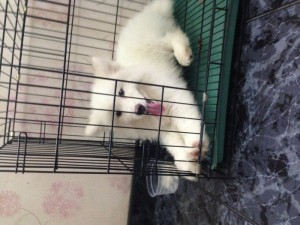 Chó SAMOYED Cái thuần chủng